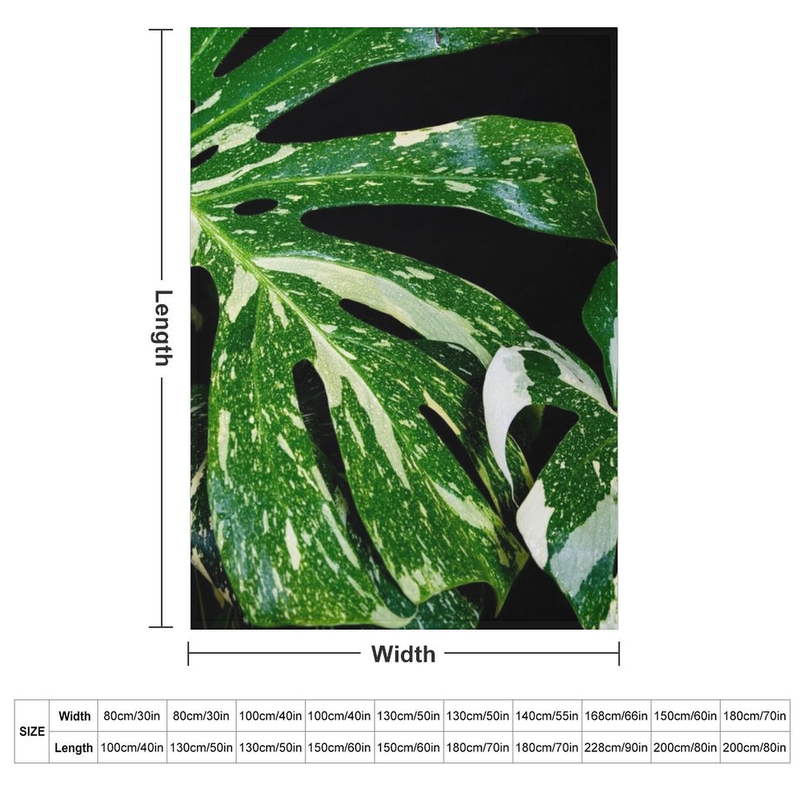 Koc Monstera Thai Constellatio – Monstera Thai Constellation recenzja i cena