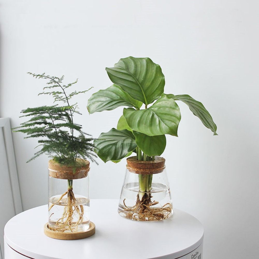 Przezroczysta hydroponiczna do – Snake Plant Ceramic recenzja i cena
