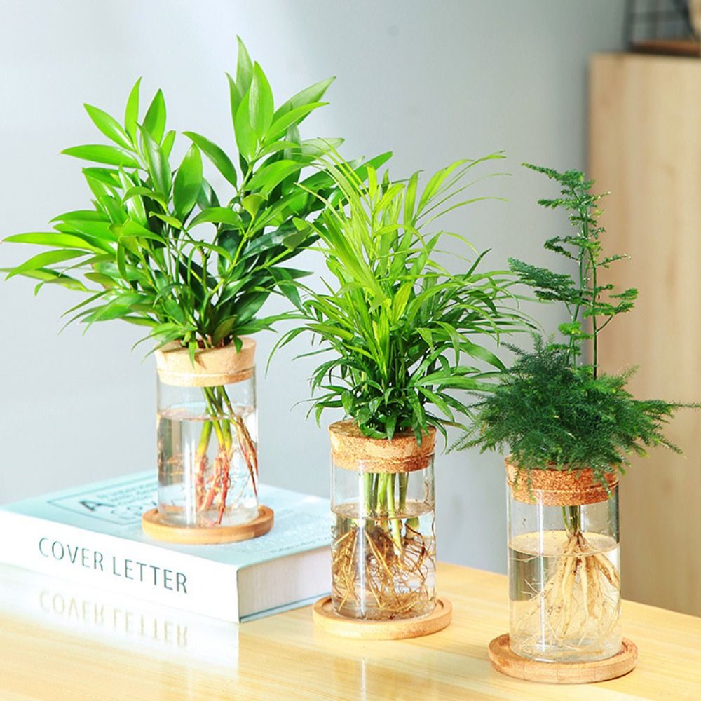 Przezroczysta hydroponiczna do – Snake Plant Ceramic recenzja i cena