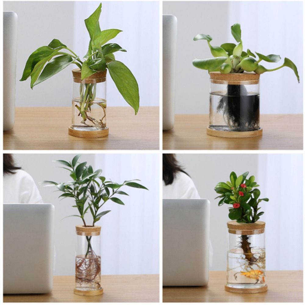 Przezroczysta hydroponiczna do – Snake Plant Ceramic recenzja i cena