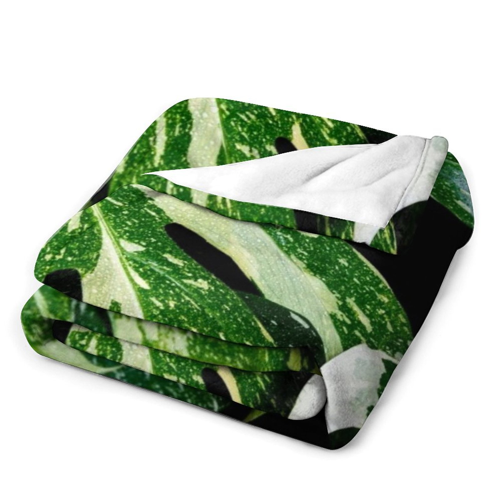 Koc Monstera Thai Constellatio – Monstera Thai Constellation recenzja i cena